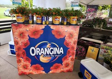 Million Bells Orangina